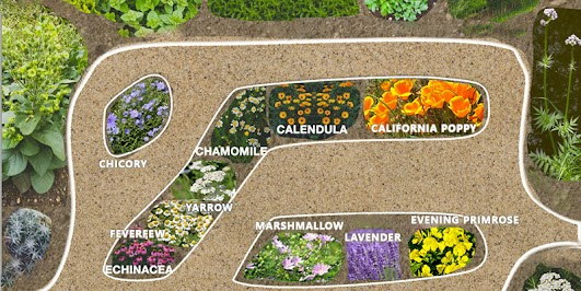 The Medicinal Garden Kit: Grow Your Own Healing Herbs at Home 4 The Medicinal Garden Kit: Grow Your Own Healing Herbs at Home