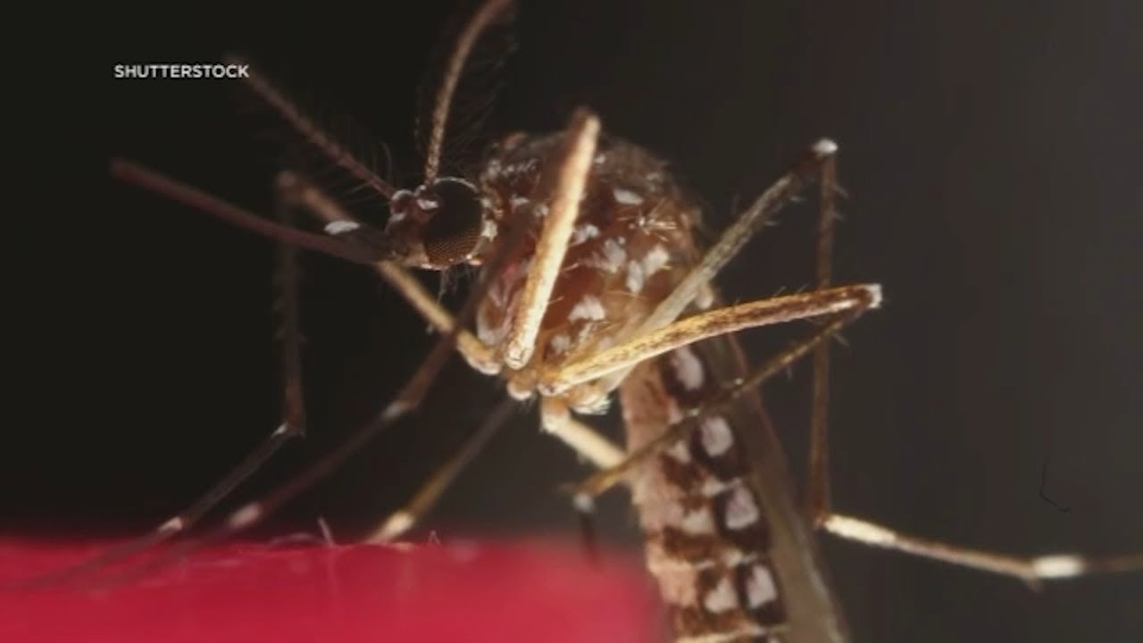 What is Chikungunya? Symptoms, Causes, and Prevention