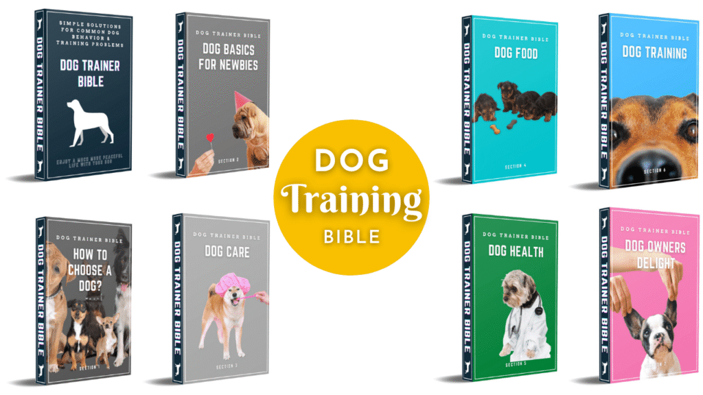 Transform Your Dog with Professional Dog Training Classes | Complete Training Guide 2025