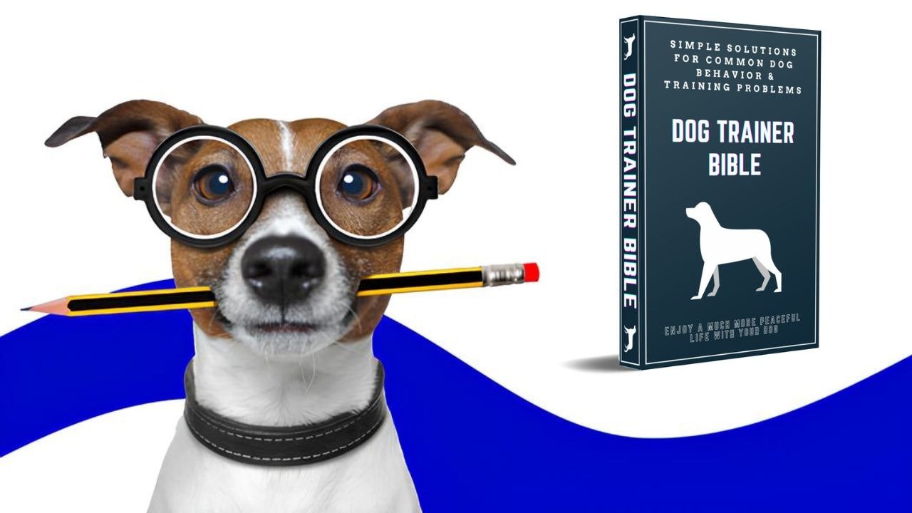 Transform Your Dog with Professional Dog Training Classes | Complete Training Guide 2025